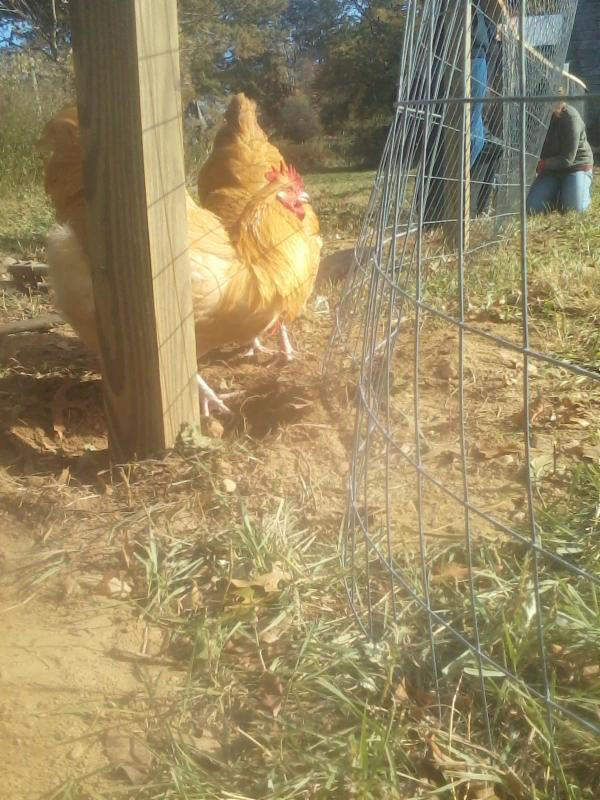 Phillies Bridge Farm Volunteer Day