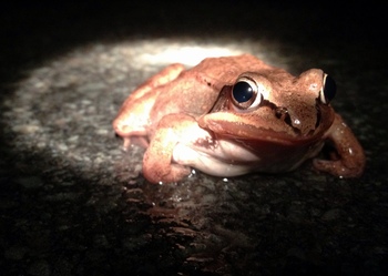 Hudson River Estuary Program Amphibian Migration Project