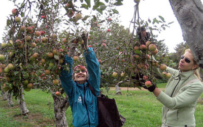 Farm to Food Pantry Apple Gleaning