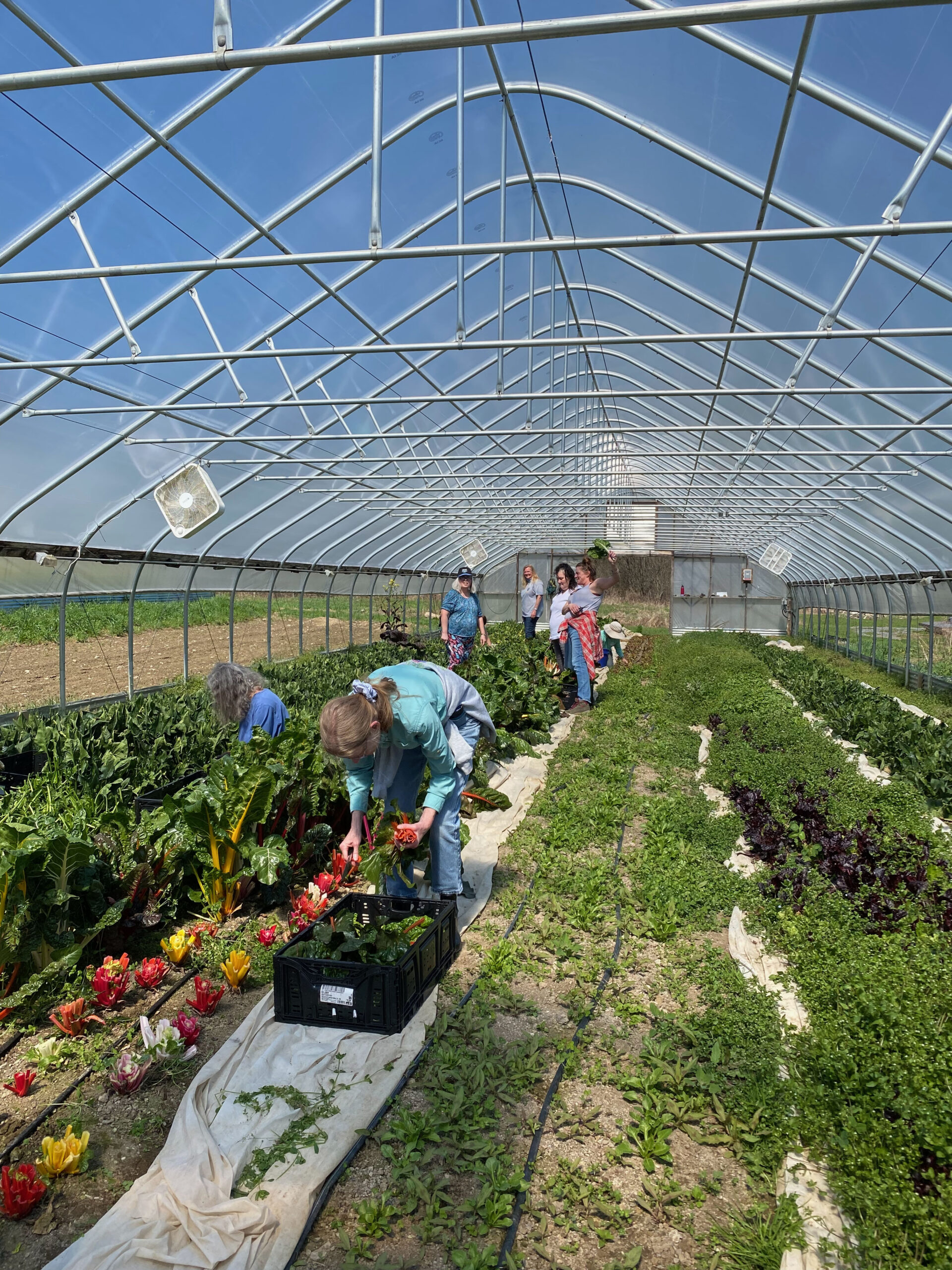 Farm to Food Pantry Lettuce Gleaning