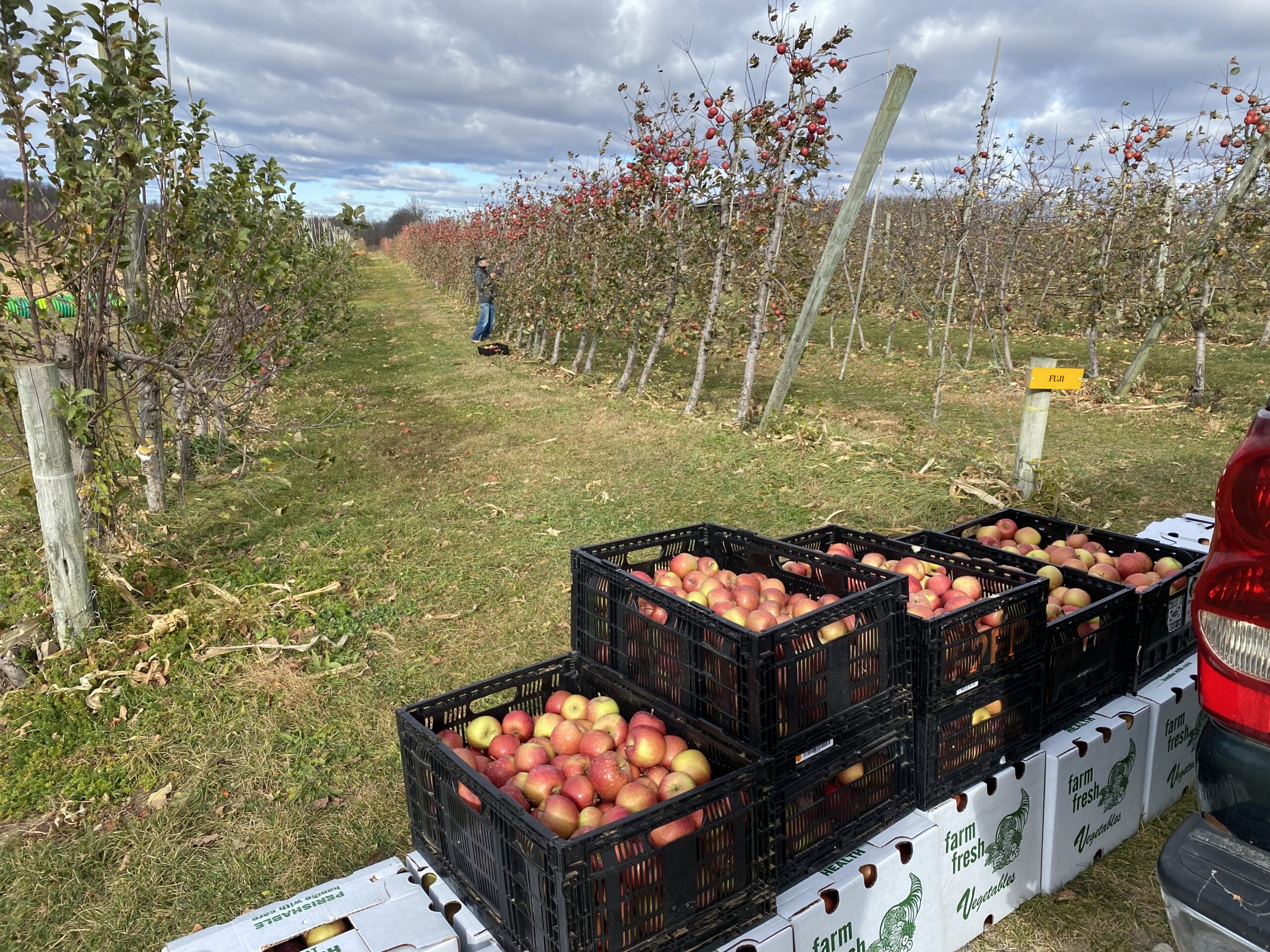 Farm to Food Pantry Apple Gleaning