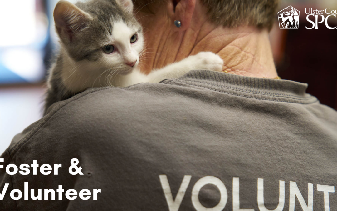 Ulster County SPCA Seeks Volunteers and Fosters